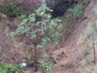 La foto del dirupo durante l'alluvione del 12 agosto: l'acqua ha formato una cascata, buona parte della parete � franata e ha spazzato via le rare piantine